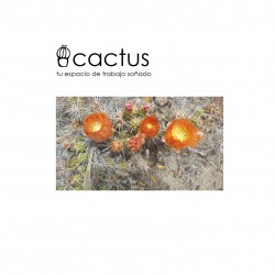 Cactus-cuadernillo pre